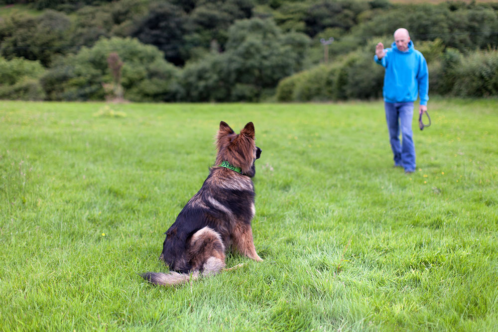 5 Best Dog Flea Collars