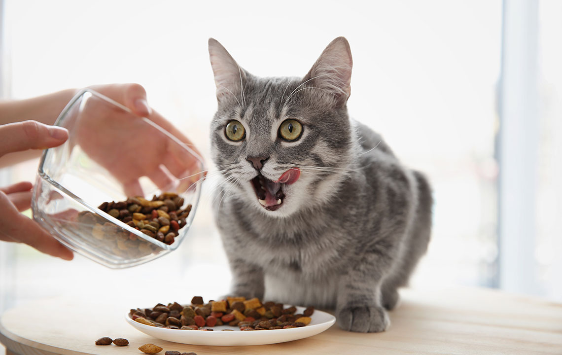 Choosing the Right Food for Cats with Sensitive Skin