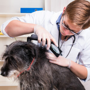 Home-based remedies for fleas