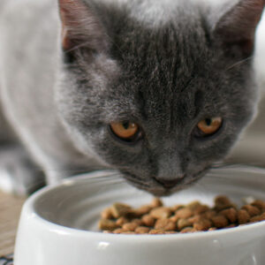 Top 10 cat food deals to check out during Black Friday 2022