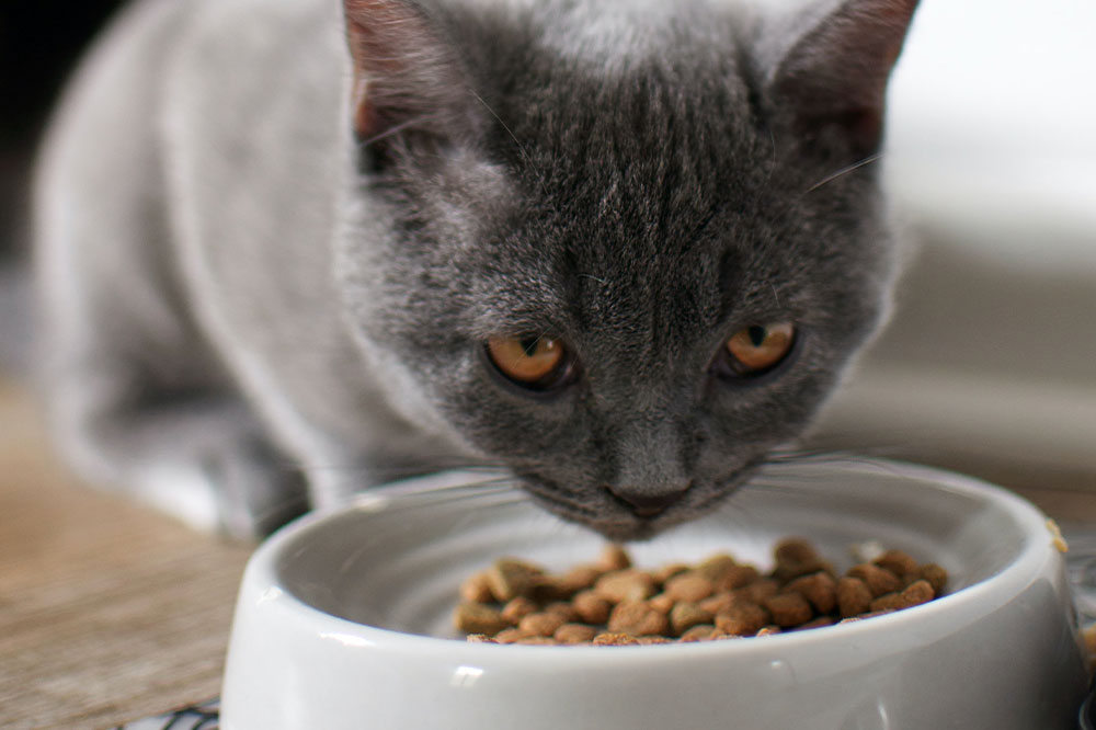 Top 10 cat food deals to check out during Black Friday 2022