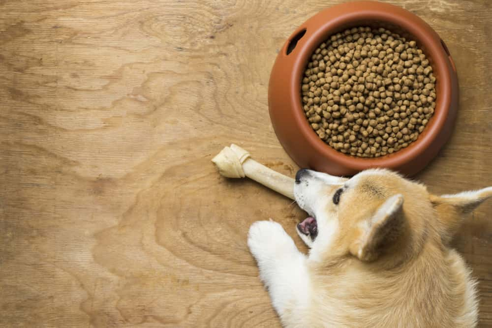 7 healthy human food options for dogs